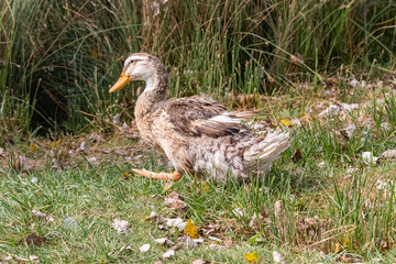 wild duck in close-up
