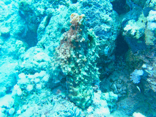 a flounder on a rock
