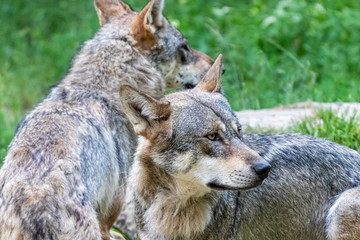 Naklejka na ściany i meble gray wolf in close-up