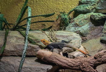 The common agama lizard.