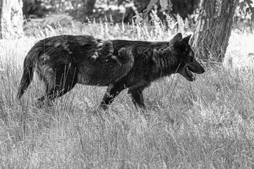 black wolf in a meadow