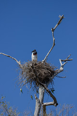 Jabiru stork (Jabiru mycteria), black and white bird in the nest against blue sky, wild animal in the nature habitat, Pantanal, Brazil. Tuiuiu in portuguese.