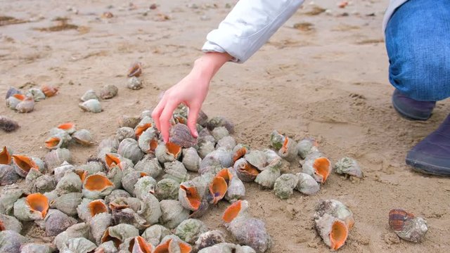 Sea shells of rapan on sand beach after sea storm.