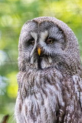 big horned owl close-up