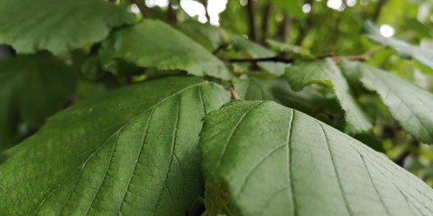 green leaf with drops of water