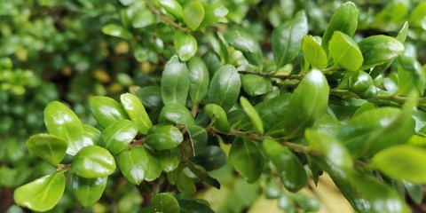 green plant in the garden