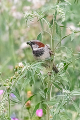 little sparrow in close up