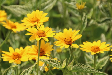 Sunshine In The Garden, U of A Botanic Gardens, Devon, Alberta