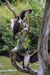 family of cormorants in close up