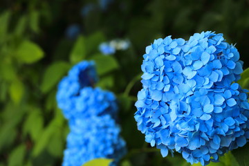 アジサイ 花 青