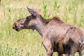 Naklejka na ściany i meble moose close up in a meadow
