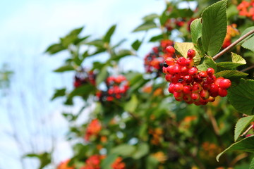 red berries on branch