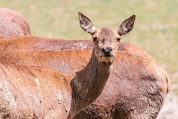horde of deer in close-up
