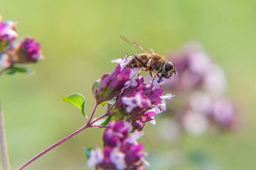 Honey bee covered with yellow pollen drink nectar, pollinating pink flower. Inspirational natural floral spring or summer blooming garden or park background. Life of insects. Macro close up