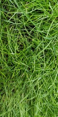 background of grass