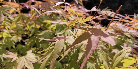 flowers in the garden