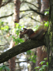 squirrel on tree