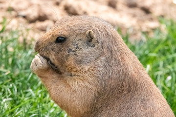 prairie dog in close up