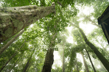 Naklejka premium Deep alpine jungle with misty morning sunlight environment. Natural background photo.