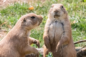 prairie dog in close up