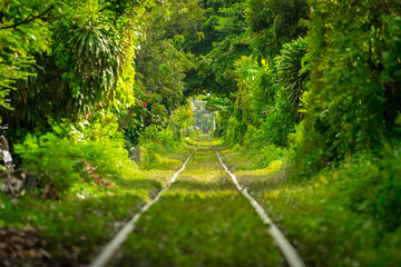 Train track or locomotive line thru the tree tunnel like the famous tunnel of love, which is secret location in urban area, Bangkok.