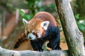 Fototapeta premium red panda in close up