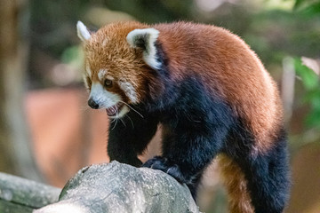 red panda in close up