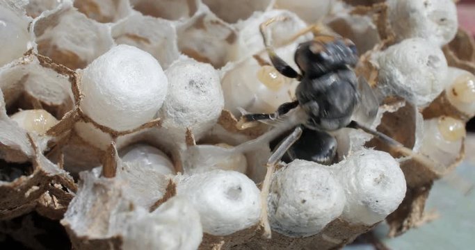 Eclosion d'un frelon asiatique 