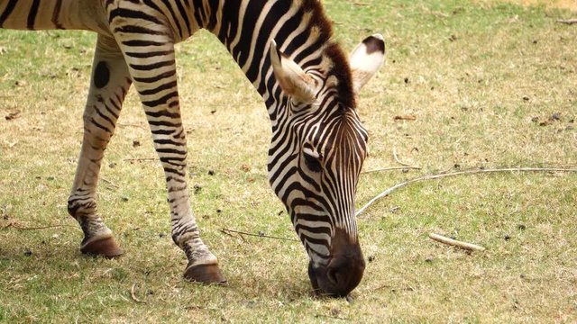 The male zebra was eating grass on pasture during the day footage 4K
