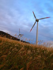 風車とススキ原