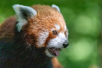 red panda in close up