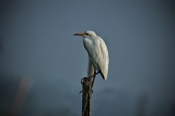 Heron