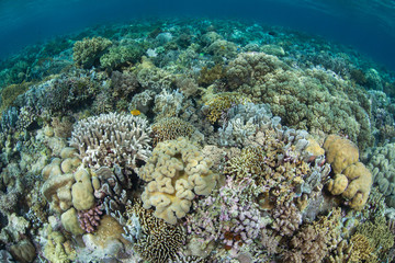 Fototapeta na wymiar Hard and soft corals compete for space to grow on a healthy reef flat in Wakatobi National Park, Indonesia. This tropical area, south of Sulawesi, is known for its incredible marine biodiversity.