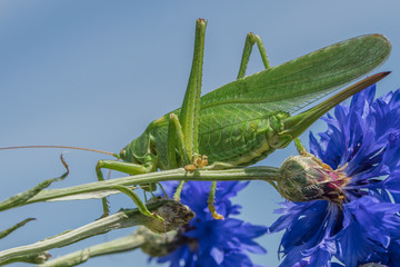 grashüpfer auf kornblume
