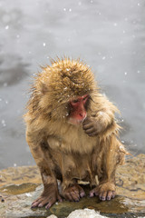 Fototapeta premium junger Japanmakake am Rand einer heißen Quelle