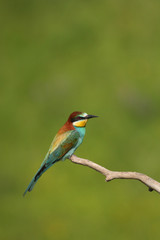 European bee-eater on a close up  picture in its natural habitat. A rare colorful bird species which hunts insects.