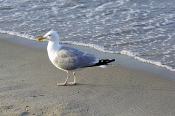 Silbermöwe (Larus argentatus)