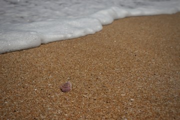 Fototapeta na wymiar Sand, Waves & Shell