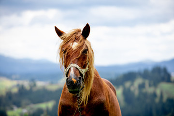 brown horse close up portrait © phpetrunina14
