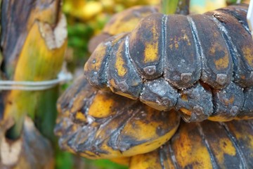 many bunch of growing ripe bananas, Musa acuminata Colla