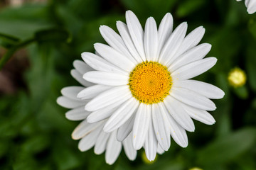 Fototapeta premium Blooming daisy