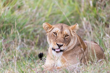 Obraz na płótnie Canvas Adult lioness restinng in the grass of the Masai Mara