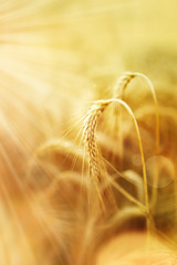 Wheat in the organic agriculture