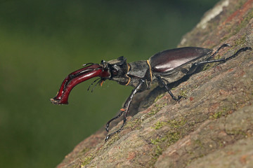 Male of the stag beetle on a close up picture in its natural environment - sitting on oak tree. A rare and endangered beetle species with large mandibles, occurring in Europe.
