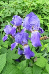 Beautiful purple iris flowers in the garden on green leaves background, closeup