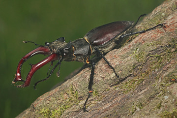 Male of the stag beetle on a close up picture in its natural environment - sitting on oak tree. A rare and endangered beetle species with large mandibles, occurring in Europe.