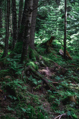 landscape view of woodland in summer time