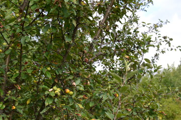 apples on tree