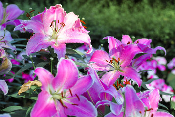 Lilly Flower in the garden.