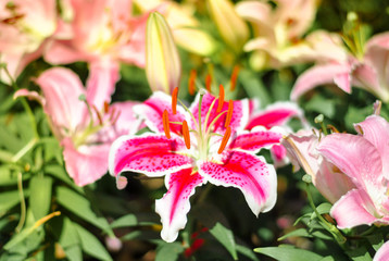 Lilly Flower in the garden.